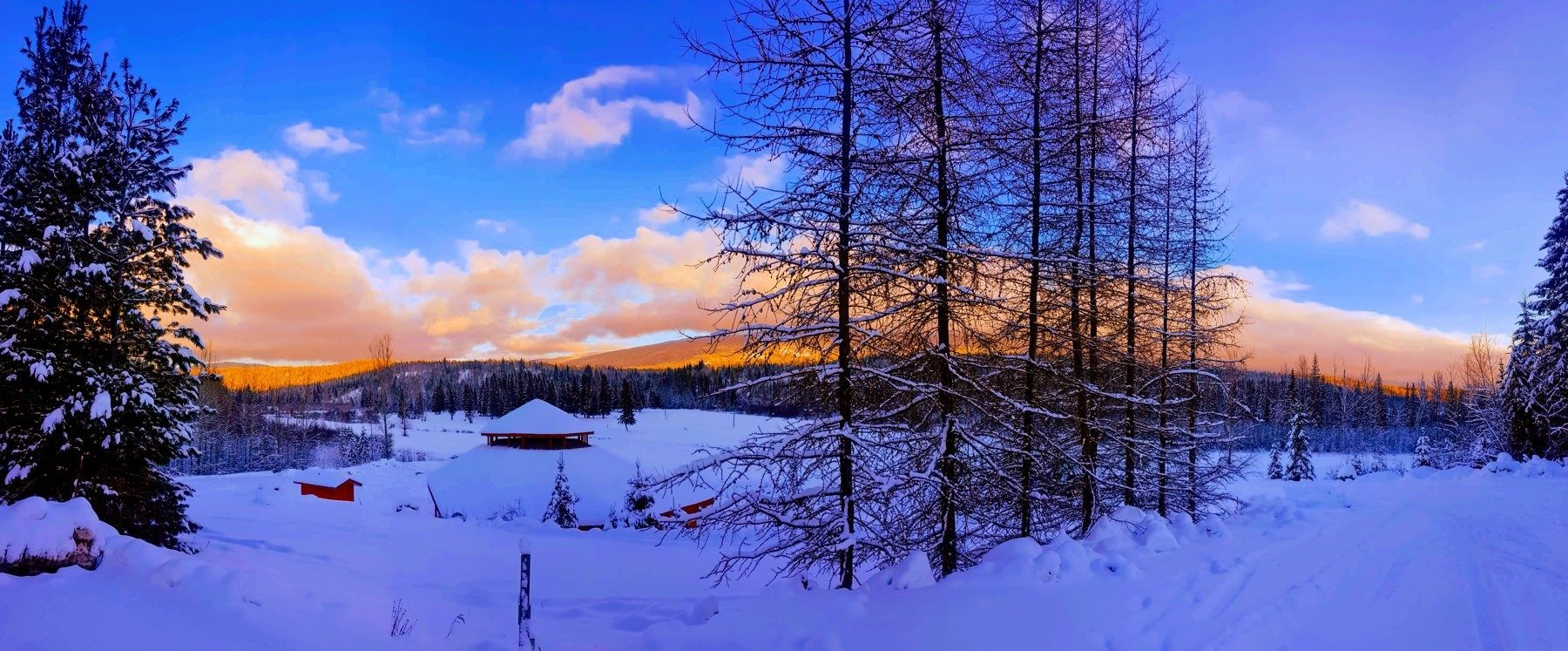 Snow-covered meadow and spruce trees under an orange and blue winter dusk